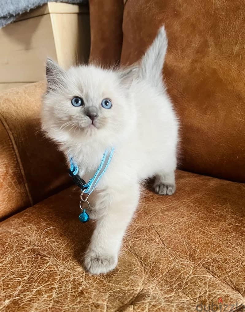 Ragdoll Cats//Whatsapp Me (+966)58-8993320 1