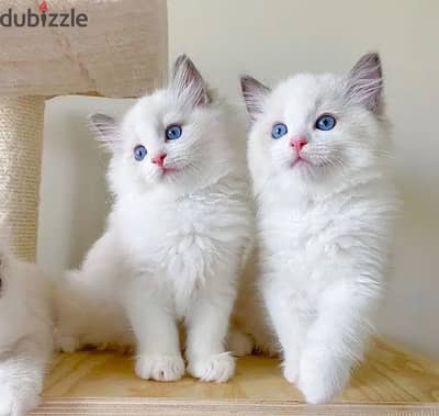 Whatsapp Me (+966)58-8993320//Ragdoll Cats