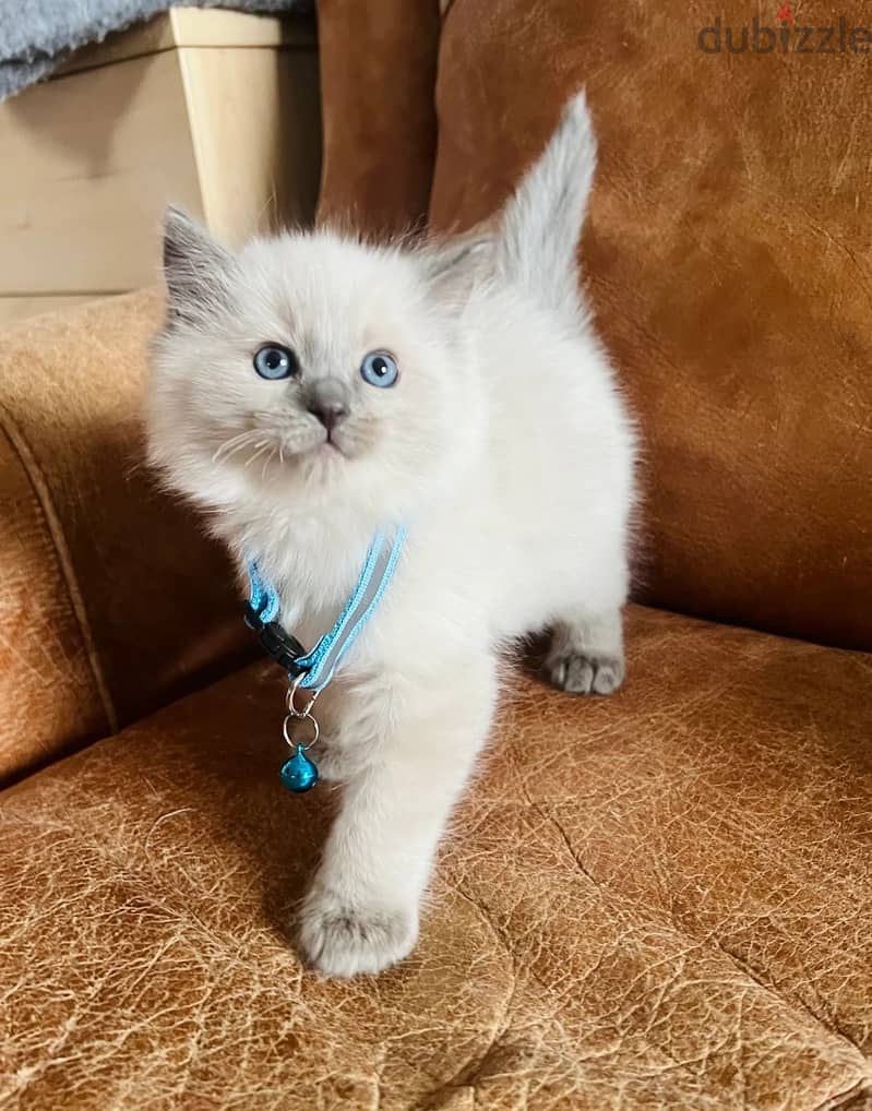 Whatsapp Me (+966)58-8993320//Ragdoll Cats 1