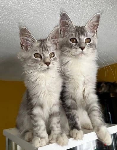 Maine Coon Cats//Whatsapp Me +966(583)-921348