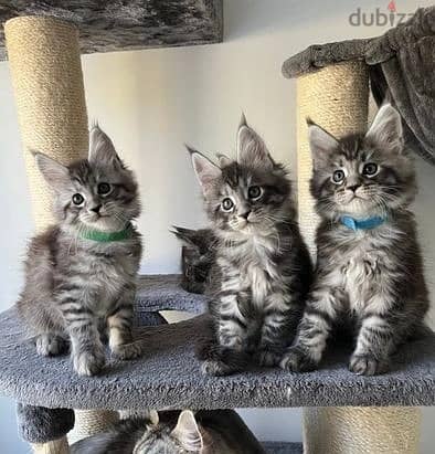 Whatsapp Me +966(583)-921348//Maine Coon Cats