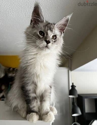 Whatsapp Me +966(583)-921348//Maine Coon Cats 1