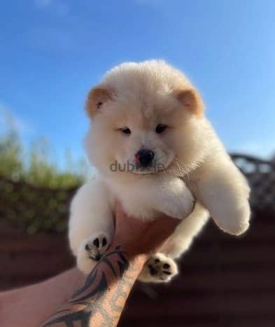 Chow Chow Puppies//Whatsapp Me +966(583)-921348 1