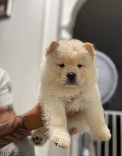 Chow Chow Puppies//Whatsapp Me +966(583)-921348 1