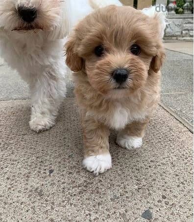 Maltipoo Puppies//Whatsapp Me +966(583)-921348 1
