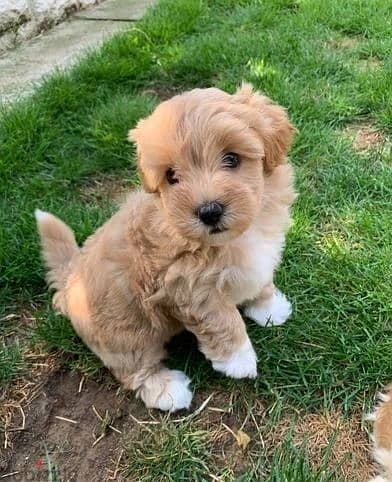 Maltipoo Puppies//Whatsapp Me +966(583)-921348