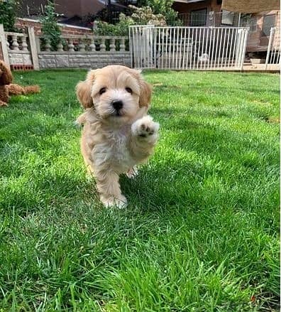 Maltipoo Puppies//Whatsapp Me +966(583)-921348 1