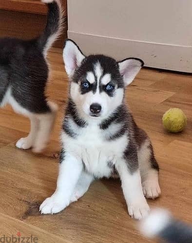 Siberian Huskies//Whatsapp Me +966(583)-921348