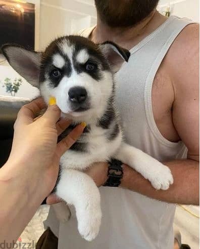 Siberian Huskies//Whatsapp Me +966(583)-921348 1