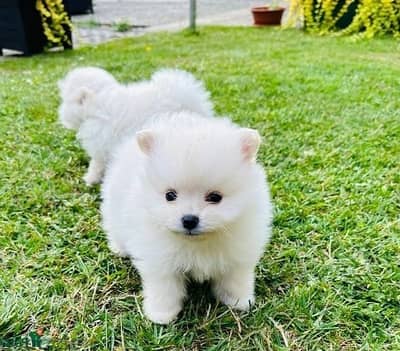 Whatsapp Me (+966)58-8993320//Pomeranian Puppies