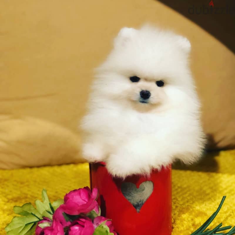 Whatsapp Me (+966)58-8993320//Pomeranian Puppies 1