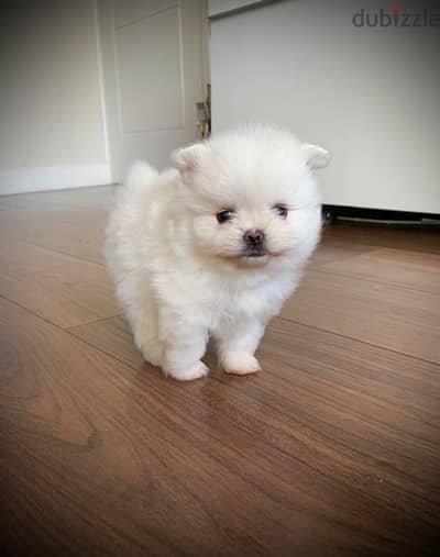 Pomeranian Puppies//Whatsapp Me (+966)58-8993320