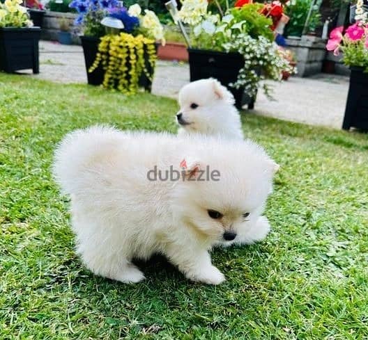 Pomeranian Puppies//Whatsapp Me (+966)58-8993320 1