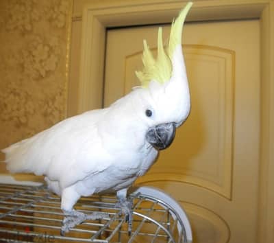 Whatsapp Me (+966)58-8993320//Umbrella Cockatoos