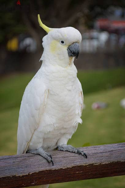 Whatsapp Me (+966)58-8993320//Umbrella Cockatoos 1