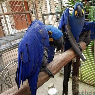Whatsapp Me +966(583)-921348//Hyacinth Macaws