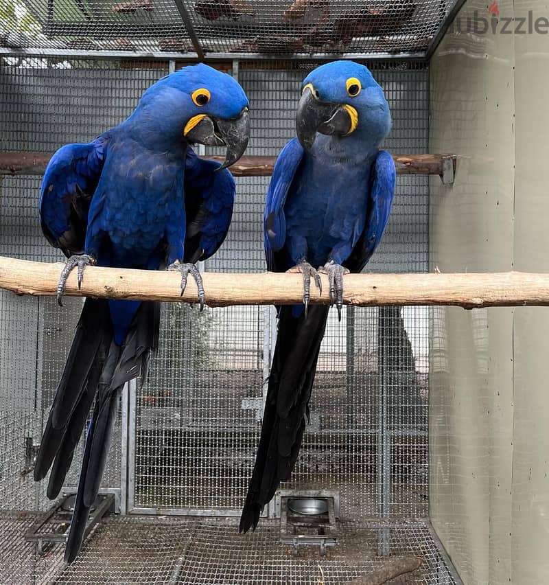 Whatsapp Me +966(583)-921348//Hyacinth Macaws 1