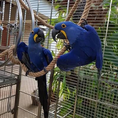 Hyacinth Macaws//Whatsapp Me +966(583)-921348