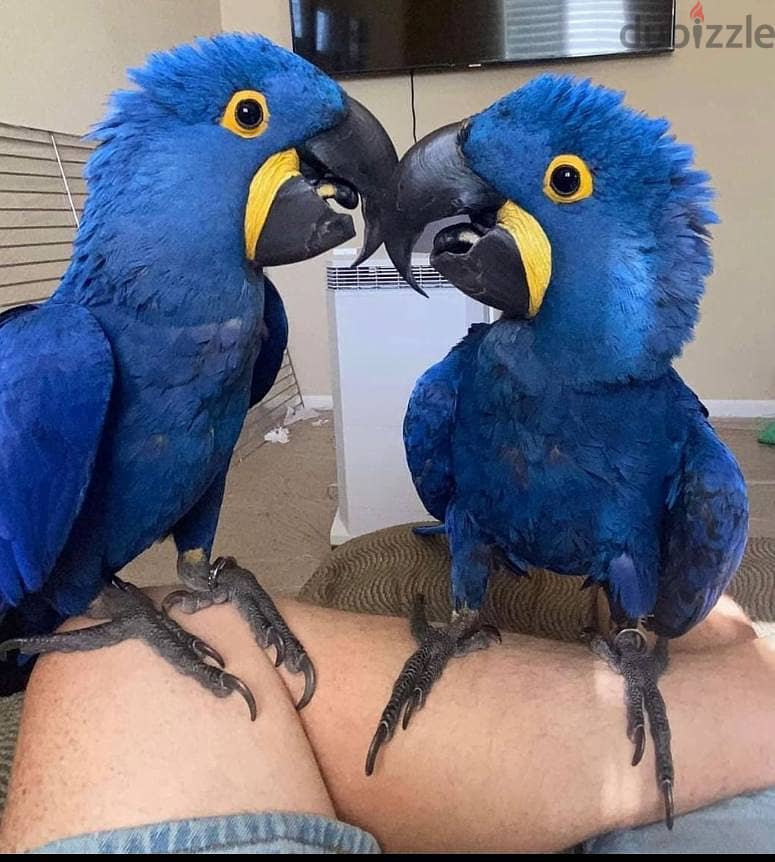 Hyacinth Macaws//Whatsapp Me +966(583)-921348 1