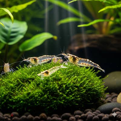 Aquarium Shrimp and plants for sale