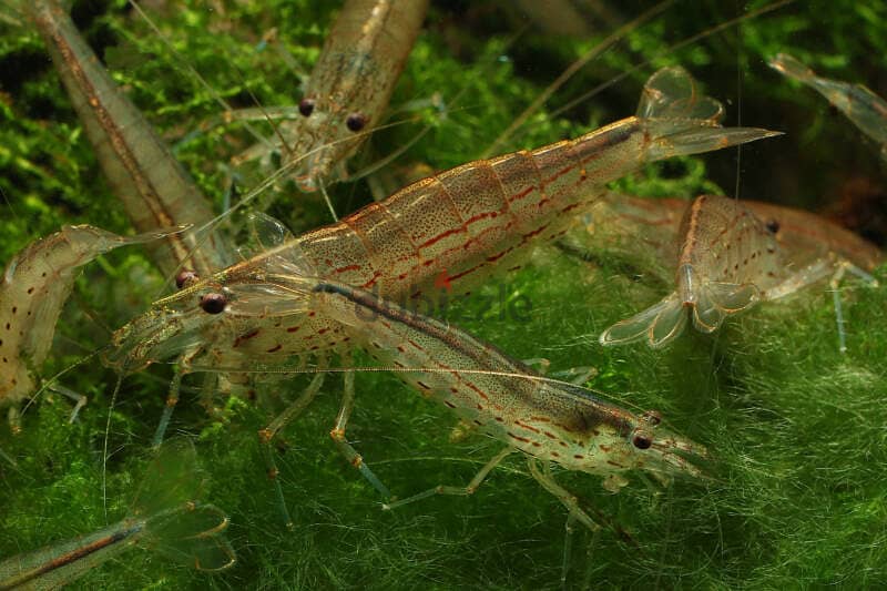 Aquarium Shrimp and plants for sale 1