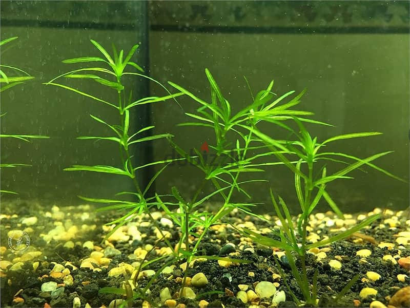 Aquarium Shrimp and plants for sale 2