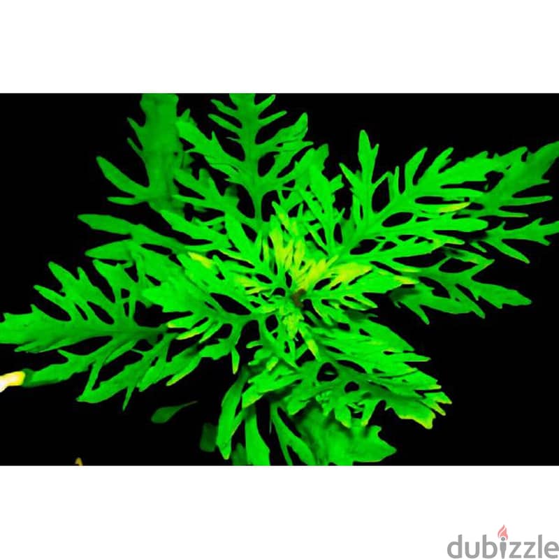 Aquarium Shrimp and plants for sale 3