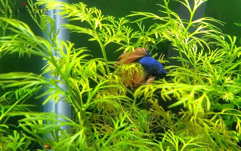 Aquarium Shrimp and plants for sale 5