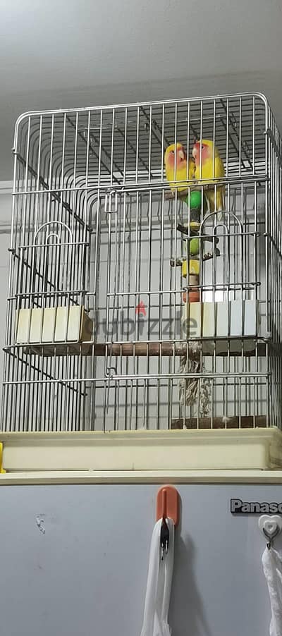 love birds