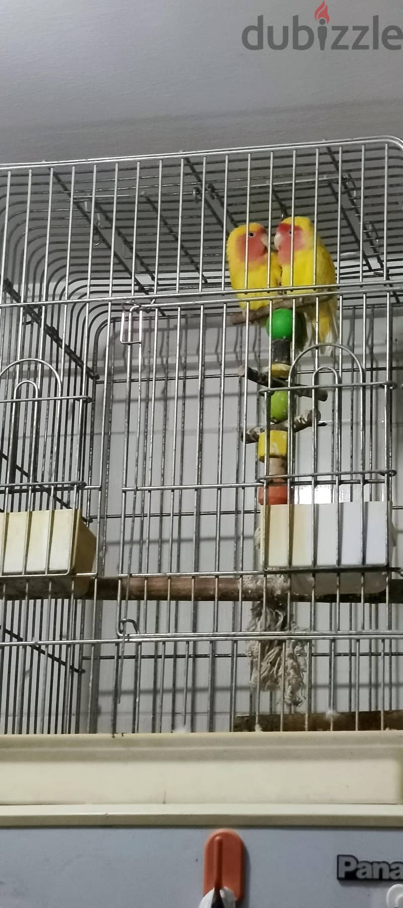 love birds 1