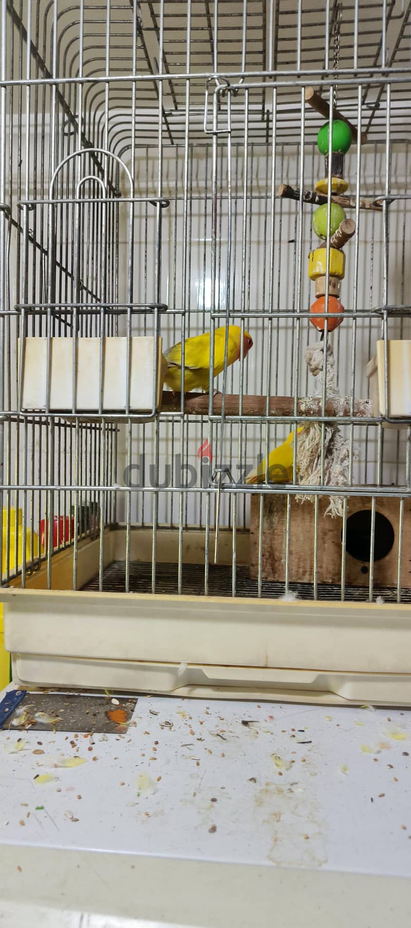 love birds 2