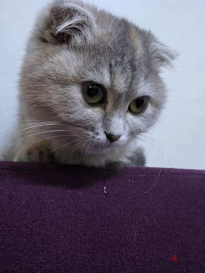 i want to sale my cat scottish short hair