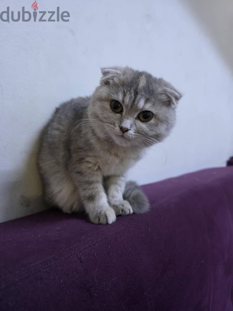 i want to sale my cat scottish short hair 1