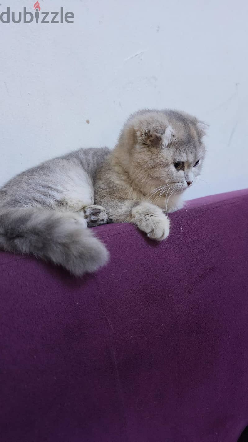 i want to sale my cat scottish short hair 2