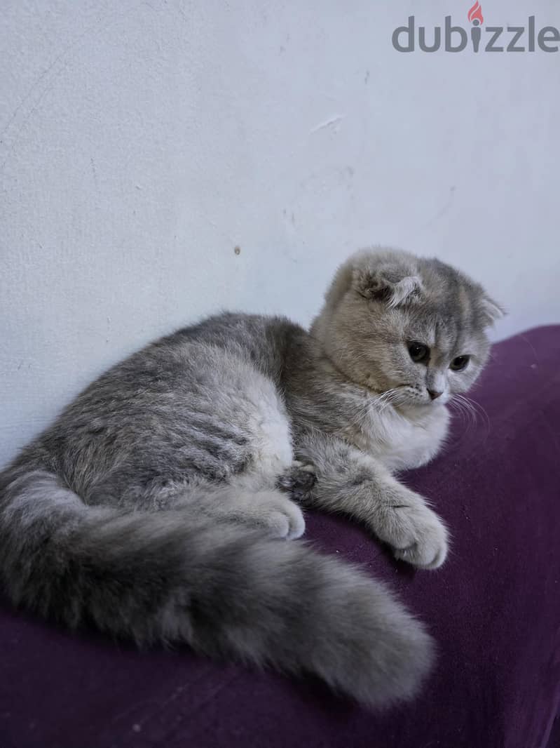 i want to sale my cat scottish short hair 3