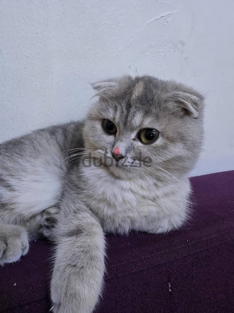 i want to sale my cat scottish short hair 4