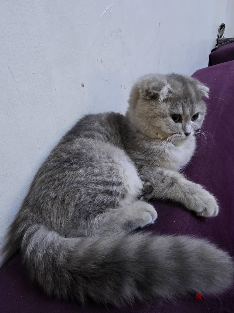 i want to sale my cat scottish short hair 5