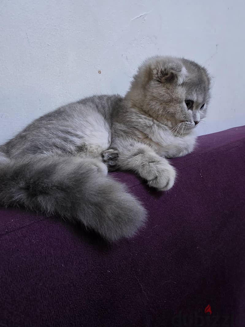i want to sale my cat scottish short hair 6
