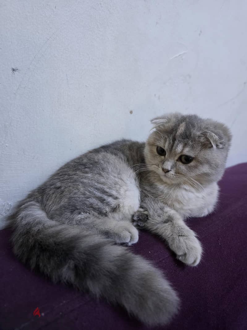 i want to sale my cat scottish short hair 7