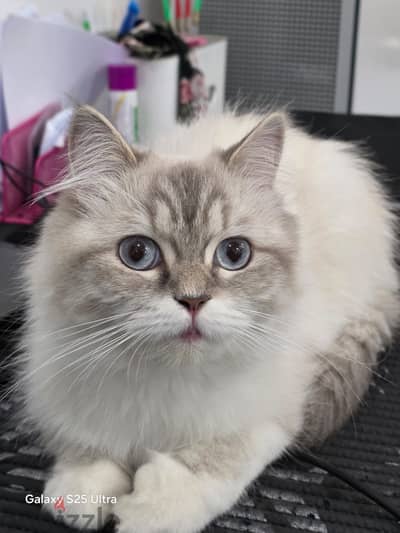 Beautiful Persian Female Cat for Adoption .