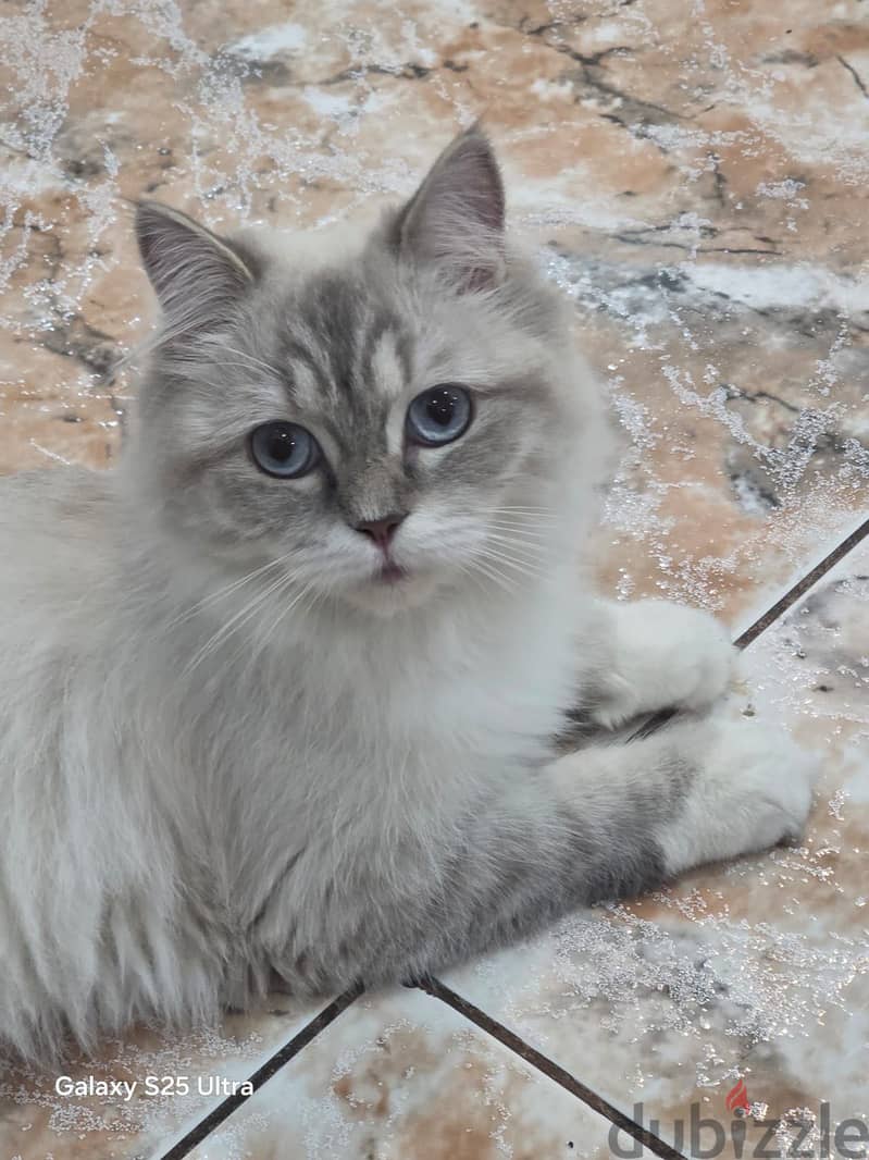 Beautiful Persian Female Cat for Adoption . 1