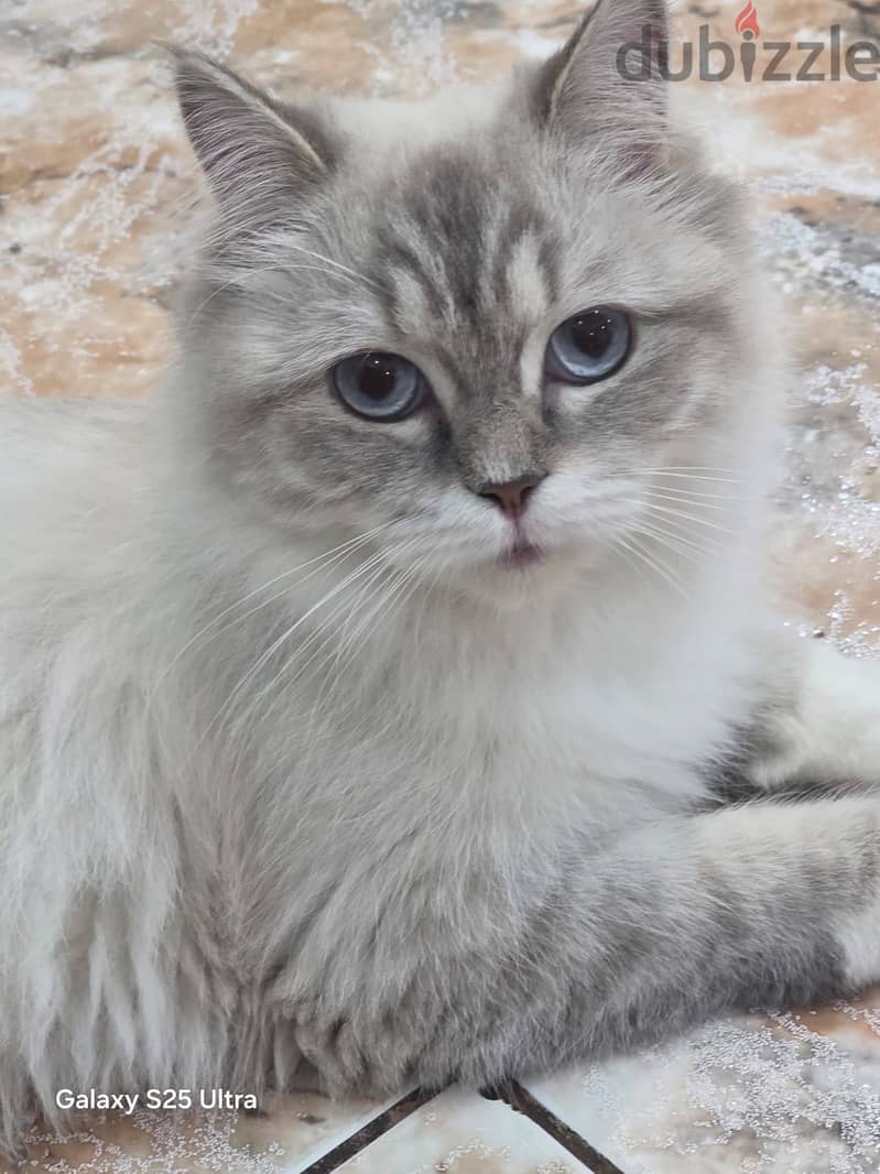 Beautiful Persian Female Cat for Adoption . 2