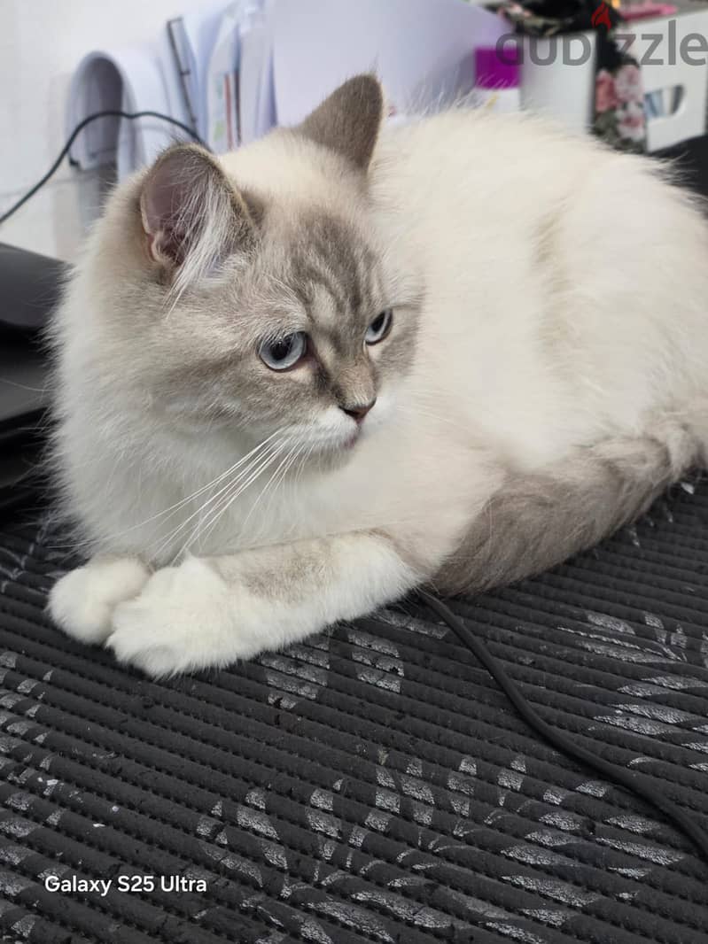 Beautiful Persian Female Cat for Adoption . 3