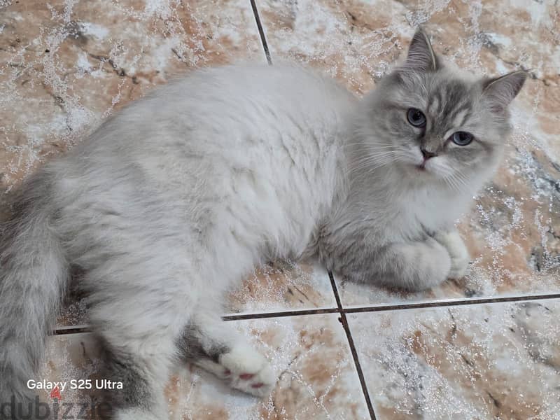 Beautiful Persian Female Cat for Adoption . 4