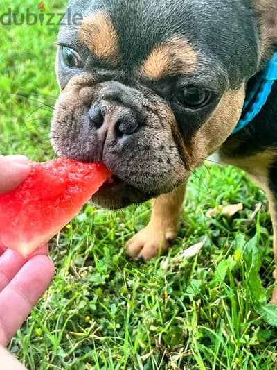 Amazing French Bulldog Looking For Good Home