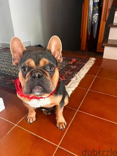 Amazing French Bulldog Looking For Good Home 2