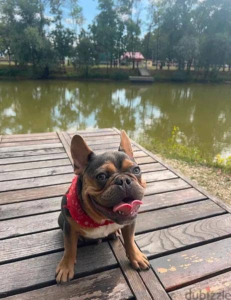 Amazing French Bulldog Looking For Good Home 3