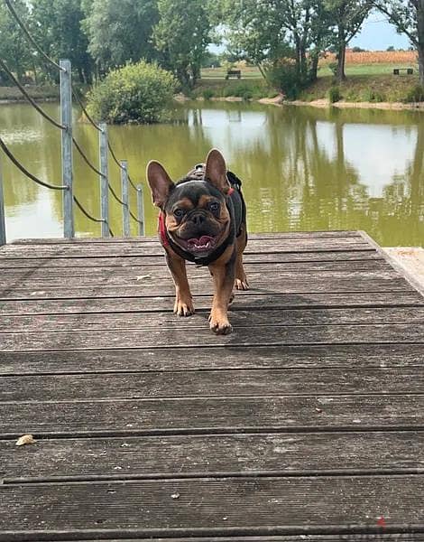 Amazing French Bulldog Looking For Good Home 4