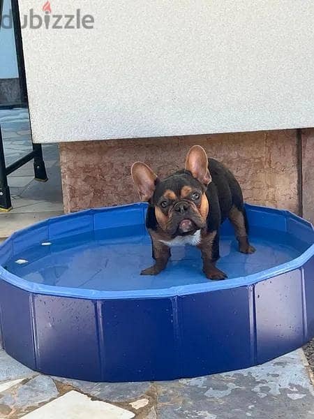 Amazing French Bulldog Looking For Good Home 5