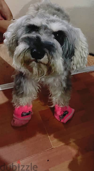 Minicher schnauzer